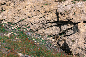 Portrait of a wild groundhog looking intently at what is happening outside his burrow. In the background is a rock wall and some small herbaceous plants growing on the rock. The photo was taken in the