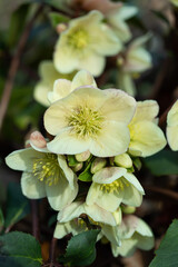 kwitnący ciemiernik, Helleborus