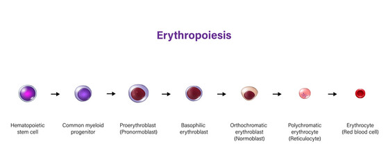 Erythropoiesis. The development of red blood cell. Erythrocyte. - obrazy, fototapety, plakaty
