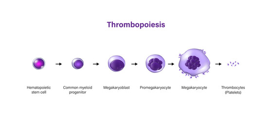 Thrombopoiesis. The development of platelets.