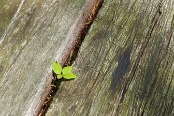 木の板と葉の上の蟻