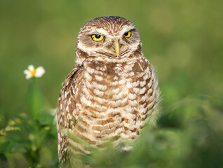 Burrowing Owl
