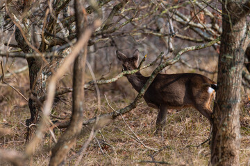 Deer looking for food in the undergrowth  on the island of Juist