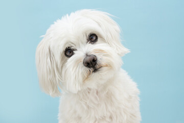 Cute maltese puppy dog tilting head side. Isolated on blue pastel background