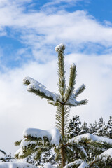 snow covered tree branches in the Sierra de Guadarrama in Madrid