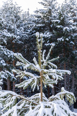 snow covered tree branches in the Sierra de Guadarrama in Madrid