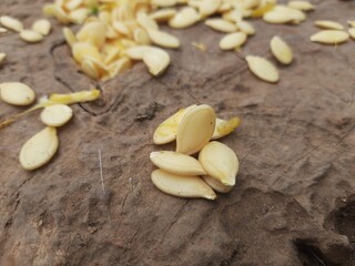 Pumpkin seeds. Manny seeds of pumpkin vegetable. It can also be dried and planted, and it can also be roasted and eaten. Vegetable seed.
