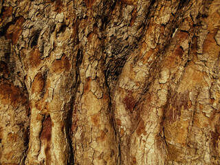 Bark of tree texture. Tree skin