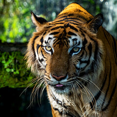 Fototapeta na wymiar Portrait of a young tiger in an animal sanctuary in Thailand