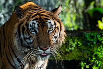 Portrait of a young tiger in an animal sanctuary in Thailand
