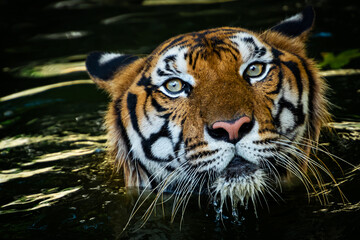 Fototapeta na wymiar The tiger sank into the pond and saw only its head.