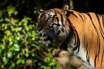 Fototapeta na wymiar pictures of tigers in nature