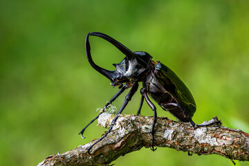 Insects, beetles, Giant rhinoceros beetle Male and female (Chalcosoma Caucasus) Tropical wildlife of Thailand. - obrazy, fototapety, plakaty