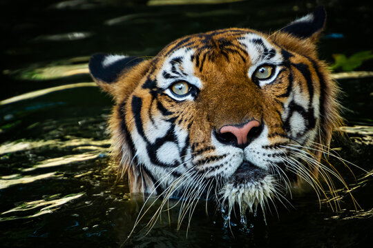 The tiger sank into the pond and saw only its head.