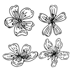 Sakura flowers blossom set, hand drawn line ink style. Cure doodle cherry plant vector illustration, black isolated on white background. Realistic floral bloom for spring japanese or chinese holiday.