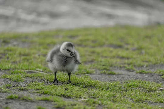 Close up of a cute wild baby Canada goose Branta canadensis in its early days on a grassy surface. Stock Foto Adobe Stock