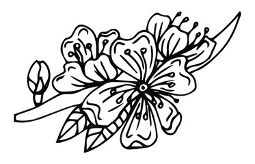 Hand drawn design elements sakura flowers collection