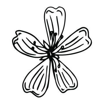 Cute hand drawn single sakura element. Traditional japanese or chinese spring flower in ink style. Doodle cherry plant.