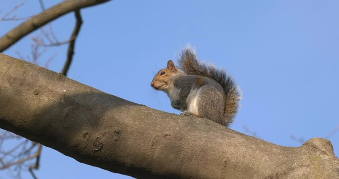 A gray squirrel on a branch in a sunny winter day