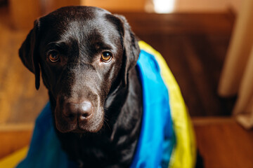 Brown Labrador breed dog covers Ukrainian blue and yellow flags need support