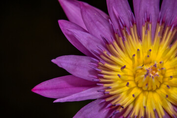 The lotus flower is used as a background image..