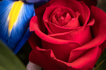 Fototapeta na wymiar Fresh beautiful blooming red rose close-up. Flowers.