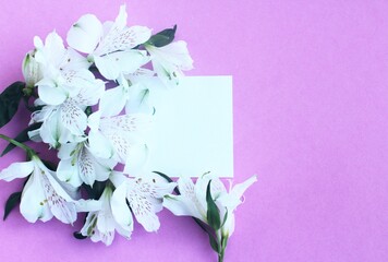 A square white sheet of paper and white flowers on a pink background. Background for a greeting card.
