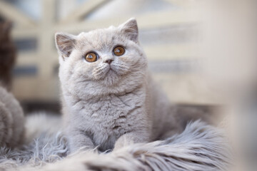 Niedliche Britisch Kurzhaar Kitten Katzenbabys