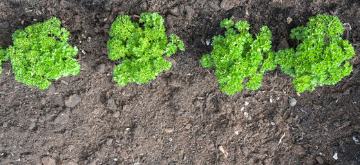 Parsley plants in a row planted in a prepared herb bed with dark soil in the vegetable garden, panoramic format, copy space, high angel view from above