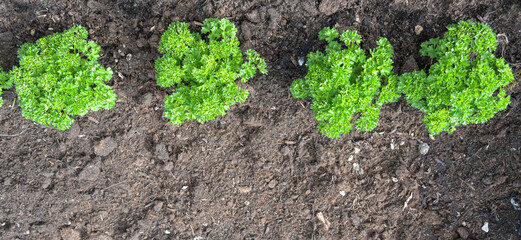 Parsley plants in a row planted in a prepared herb bed with dark soil in the vegetable garden,...