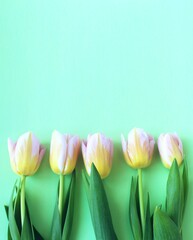 Yellow-pink tulips on a light green background. Spring flower arrangement. Background for a greeting card.