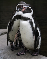 Humboldt Pinguine unterhalten sich