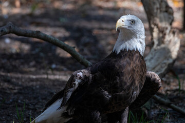 Bald Eagle Hawk