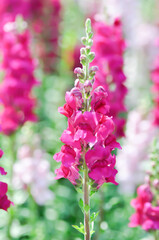 Snapdragon,Antirrhinum majus or Plantaginaceae flower