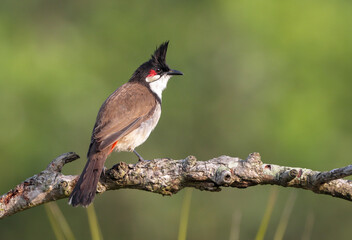  The  red-whiskered bulbul (Pycnonotus jocosus), or crested bulbul, is a passerine bird native to Asia. It is a member of the bulbul family.  - obrazy, fototapety, plakaty