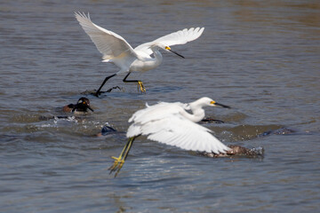 Snowy Egrets at the shoreline