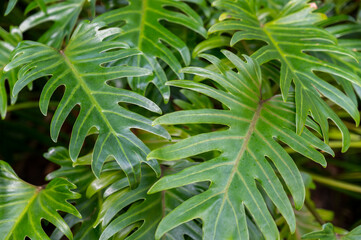 Bird of Paradise - Strelitzia Reginae