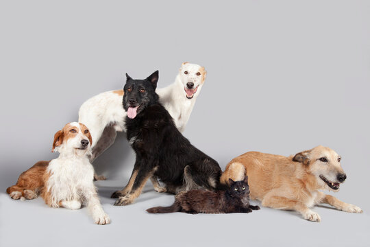 Perros y gatos sin hogar en foto de grupo con fondo neutro. 
Perros y gatos en adopción. 