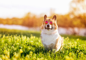 funny corgi dog in fashionable sunglasses sitting on a spring blooming meadow