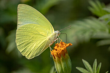 Focused on Catopsilia pyranthe, butterfly sitting and enjoying the nectar of the marigold flower.