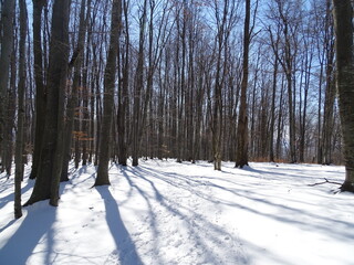 forest in winter
