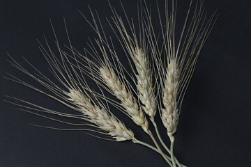 Wheat spikelets isolated on a black background