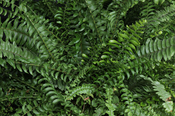 Green fern on a black isolated background, a houseplant in a small pot