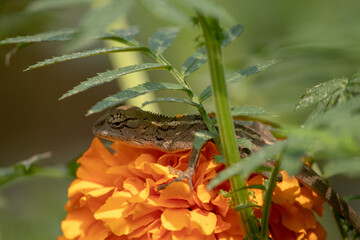 Lizard on marigold flower with selective focus.