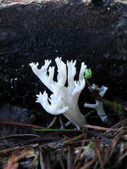 Coral fungus from Finland, no common English name  