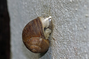 Weinbergschnecke