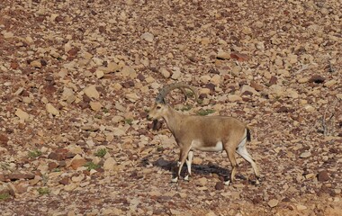 Nubian ibex wild goats near Eilat, South Israel