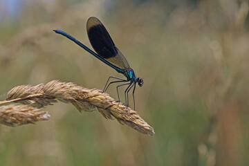 Prachtlibelle
