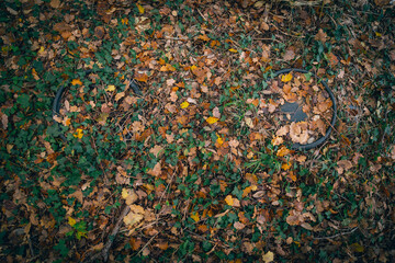 Ground full of autumn leaves