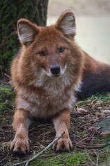 Dhole